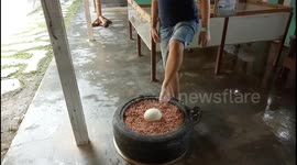 Man demonstrates incredible durability of ostrich egg by STANDING on it