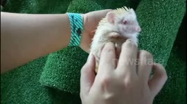 Adorable hedgehog loves being tickled
