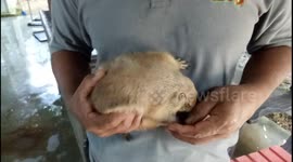 The large treeshrew (Tupai Tanah)