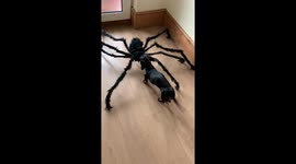 Dinky takes on a huge giant spider