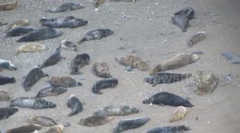Seals playing and resting at beach in Cornwall