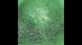 Stunning drone footage shows huge shoal of fish scatter when sharks attack