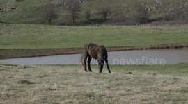Wild mountain horse eating grass in slow motion