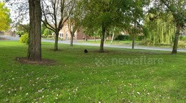 Peacocks / Peafowl Birds - Finningley village Doncaster