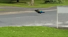 Peacocks / Peafowl Birds - Finningley village Doncaster