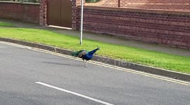 Peacocks / Peafowl Birds - Finningley village Doncaster