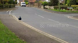 Peacocks / Peafowl Birds - Finningley village Doncaster
