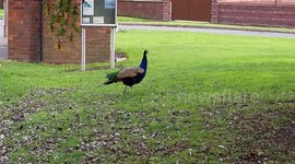 Peacocks / Peafowl Birds - Finningley village Doncaster