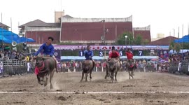 Thai locals compete in terrifying buffalo races
