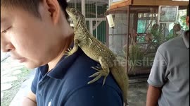 Man with iguana on shoulder and hand