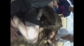 Baboon opens zip to take ligther