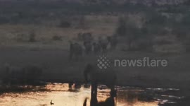 Elephant chase off lions from watering hole in South Africa