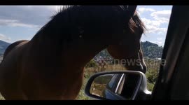 Three wild horses on road in capital city
