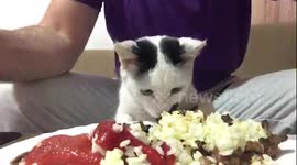 Cat stealing food from a plate