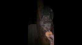 Possum mum and baby love sweet potato snack given by Australian man