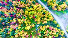 Stunning drone footage: Fall foliage in western Newfoundland | Oct 10, 2019