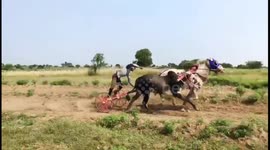 Rare instance Bull & Horse is trained together to race for upcoming event in Western India.