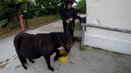 Funny ponies