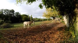 Walking in a beautiful field with horses