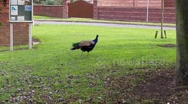 Peacock lingers in UK village known for being taken over by the birds