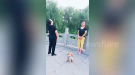 Poodle joins in with owner's vocal exercises in China