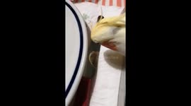 just a birbie mirroring on a knife