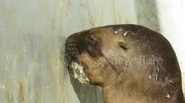 Orphaned Sea Lion pup pretends wall is his mother