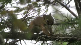 Territorial squirrel is 'shaking mad' in adorable display