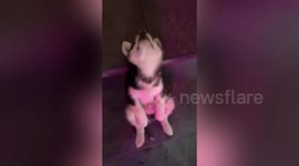 Husky puppy falls asleep sitting on steps while waiting for its owner