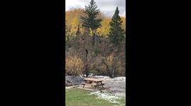 'Mama bear to the rescue!' Rain forces cubs to climb tree in Canadian creek