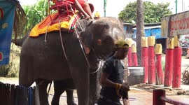 An elephant and her baby get a cool down shower, in order to get some relief from the hot weather in Thailand.