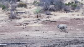 Rhinos muscle out lions at South African watering hole