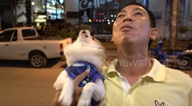 Pomeranian dog calls wolf when called a playboy