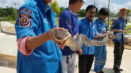 Fearless snake catcher wades through underground pipe to catch king cobra