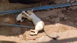 The adorable video shows a mother cat playing with her little kittens and teaching them the art of self defence.  The video was filmed in the slum area of Mumbai where the famous movie The 'Slumdog Millionaire' was shot.