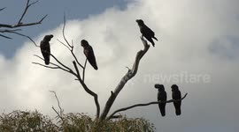 Magnificent, courting Australian Red-tailed Black-Cockatoos