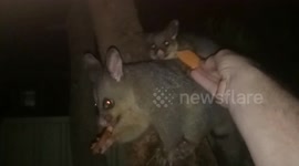Mother possum trusts Aussie man enough to let him feed her baby