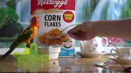 'Early bird gets the corn flakes!' Couple feed pet parrot breakfast in Thailand