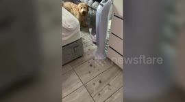 'What have you done?' Pup ends up in the doghouse after leaving inky pawprints across UK home