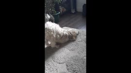 Dog goes weird and funny reaction when realises somebody is watching