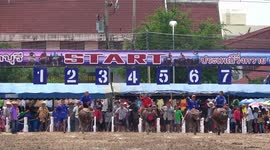 Fearless riders compete in annual Buffalo Racing Festival in Thailand
