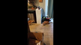 Cat steals treats