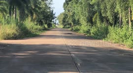 Dashcam video of monitor lizard crossing road in Thailand