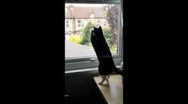 Windows cleaner cat