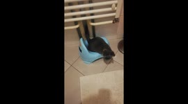 Cat peeing in toilet! Perfect pee stance!