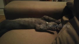 Funny cat sleeping