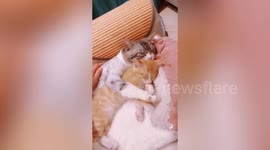 Sweet moment cat hugs and kisses another feline