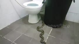 Terrified woman returns home to find python in the toilet