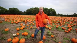 Drone footage shows UK's largest pumpkin farm, which started when a teenage boy started growing them as a hobby