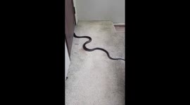Brit Finds Spitting Cobra Creeping Under His Door